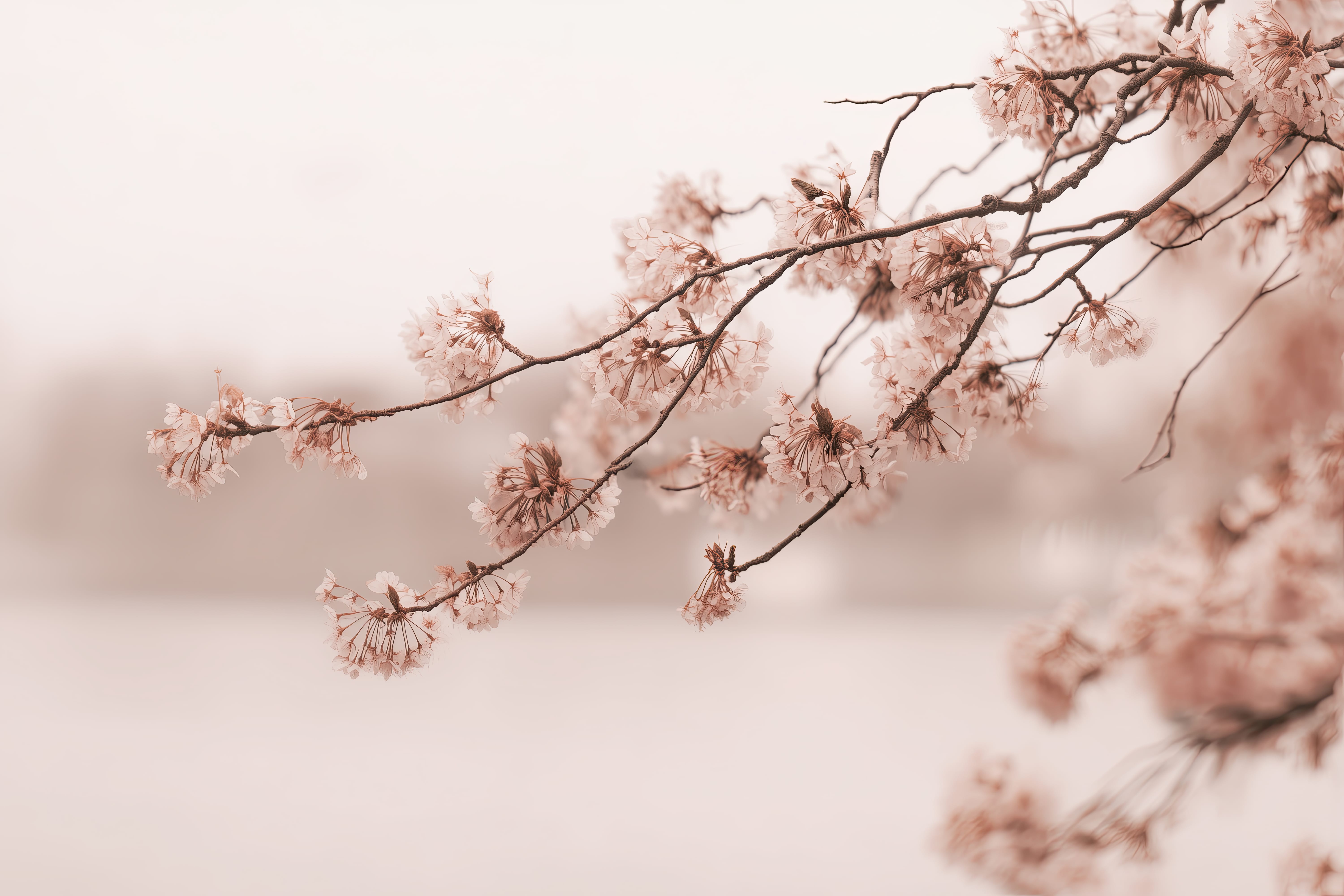 Blossom Haze — original art print