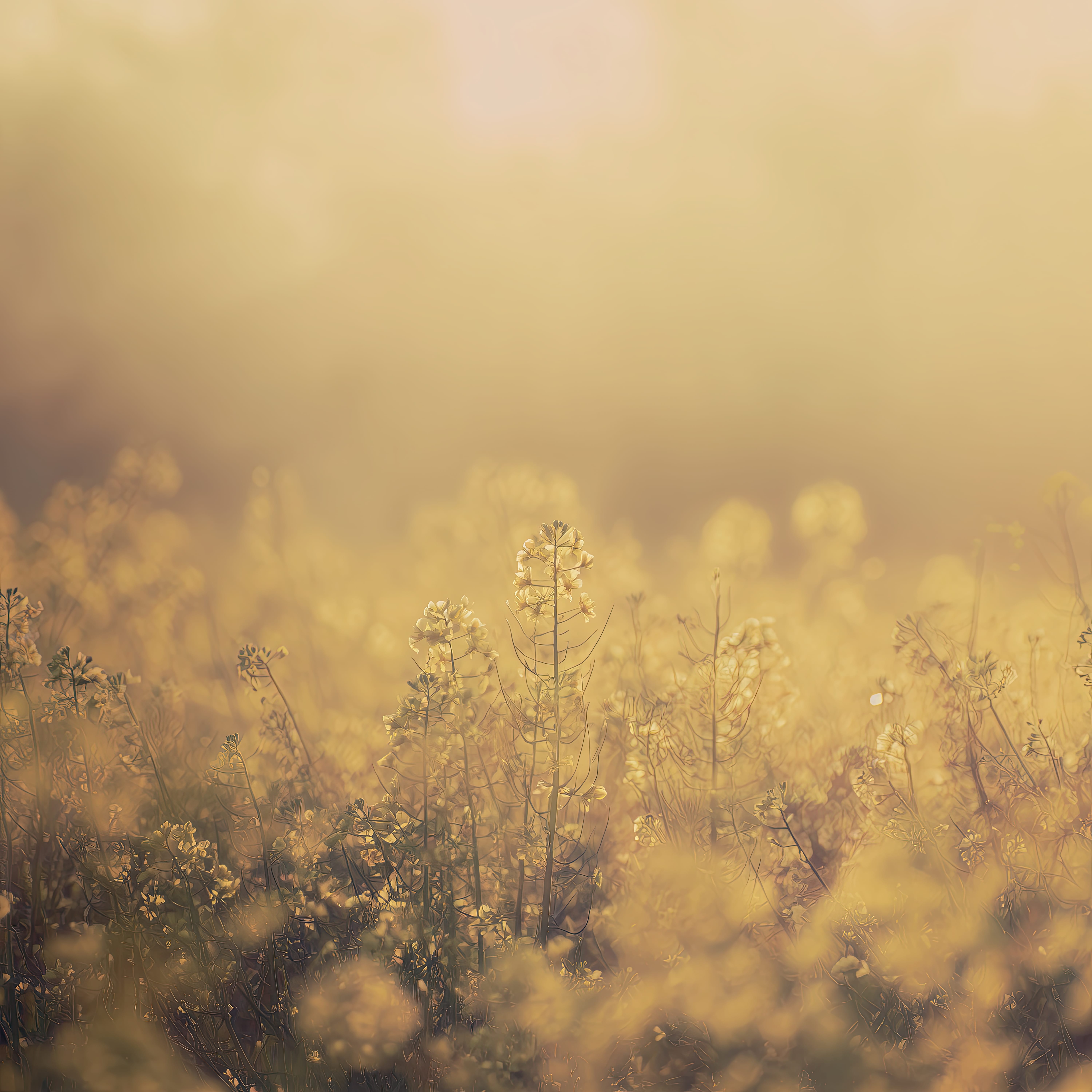 Meadow Mist II — original art print