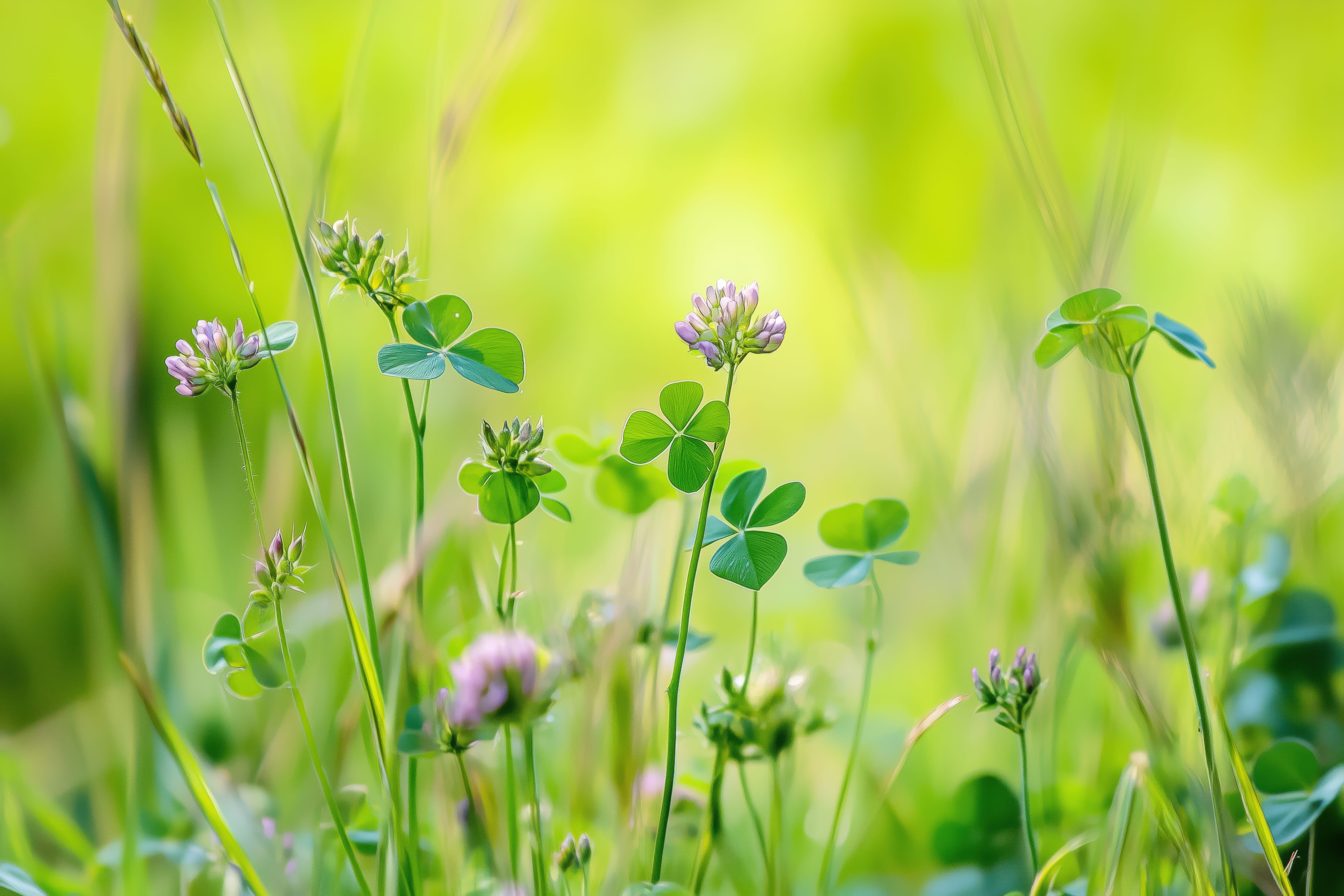 Clover Meadow — original art print