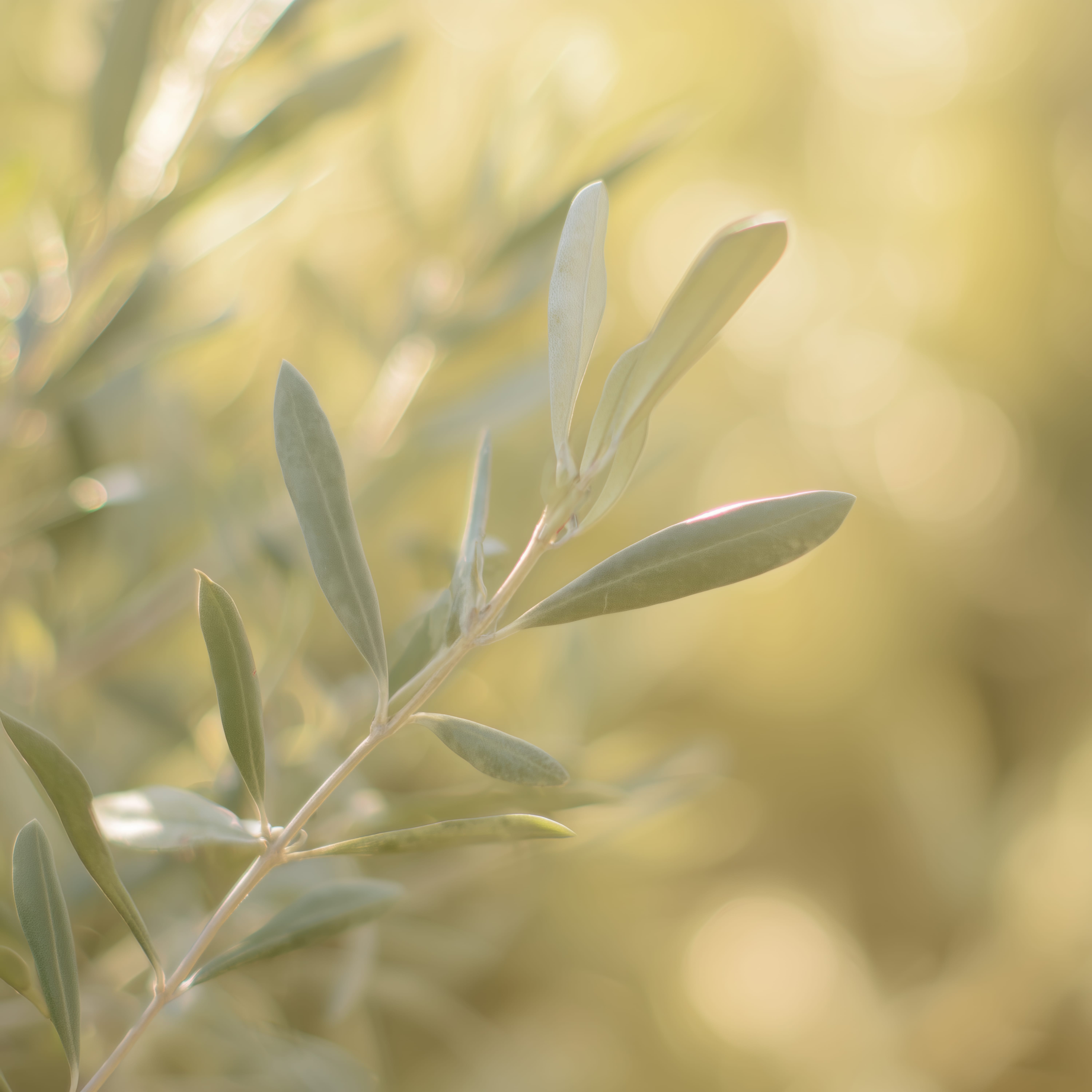 Olive Light — original art print