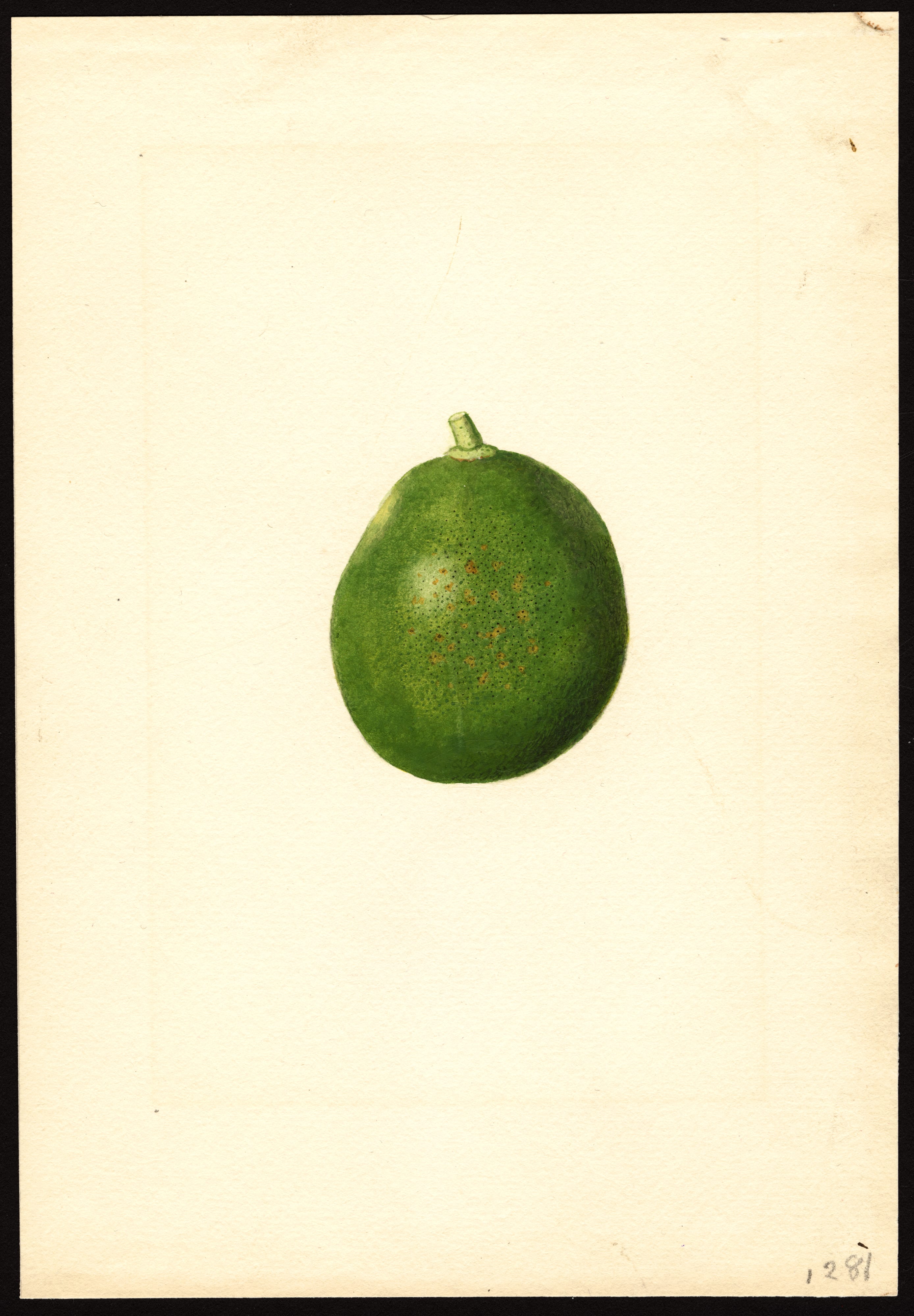 The Green Grapefruit — original art print
