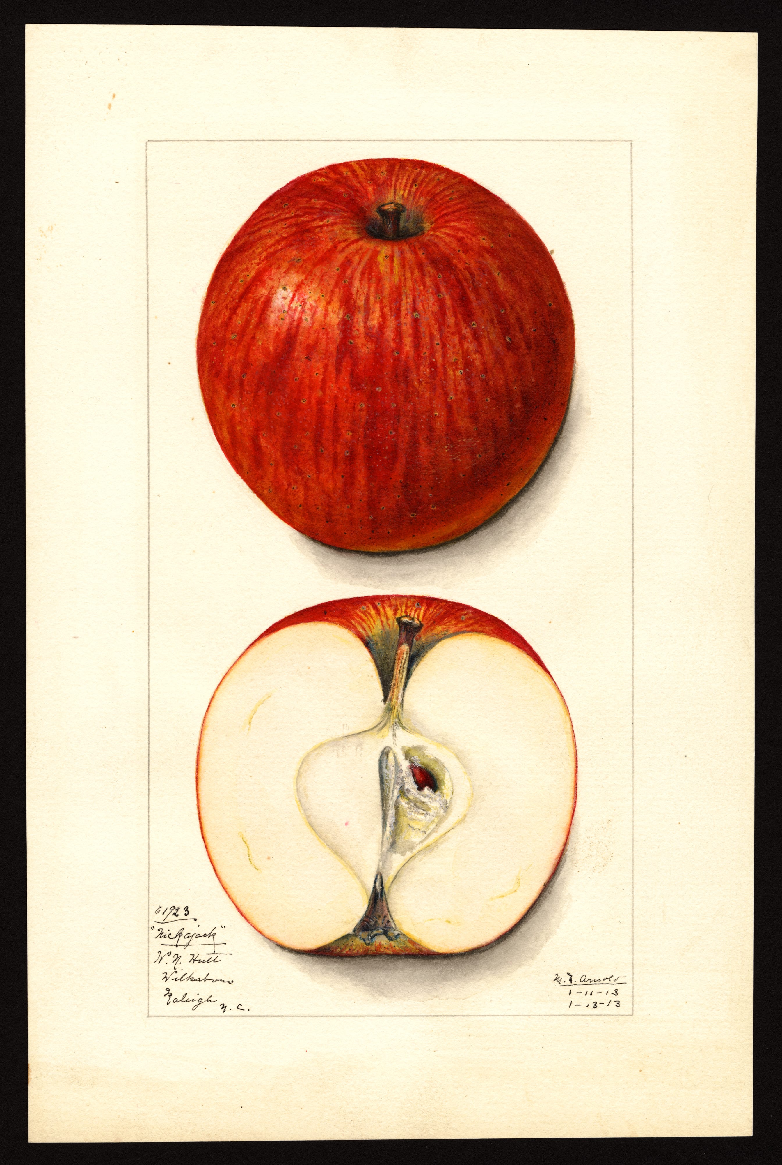 The Nickajack Apple — original art print