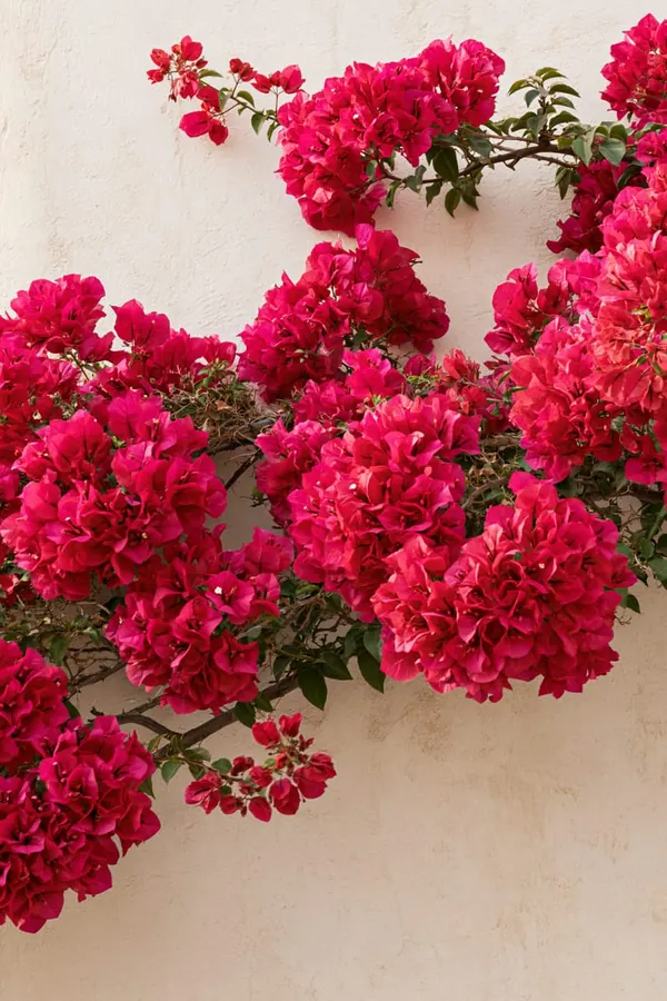 Bougainvillea print