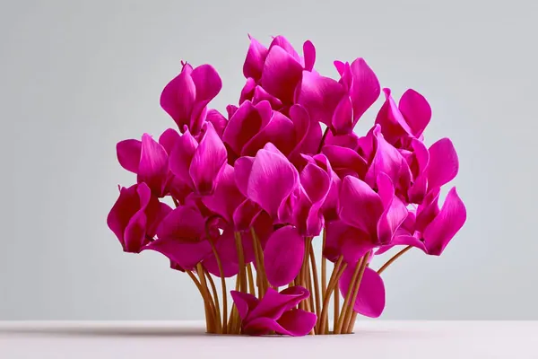 Cyclamen print