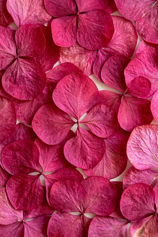 Hydrangea Study print