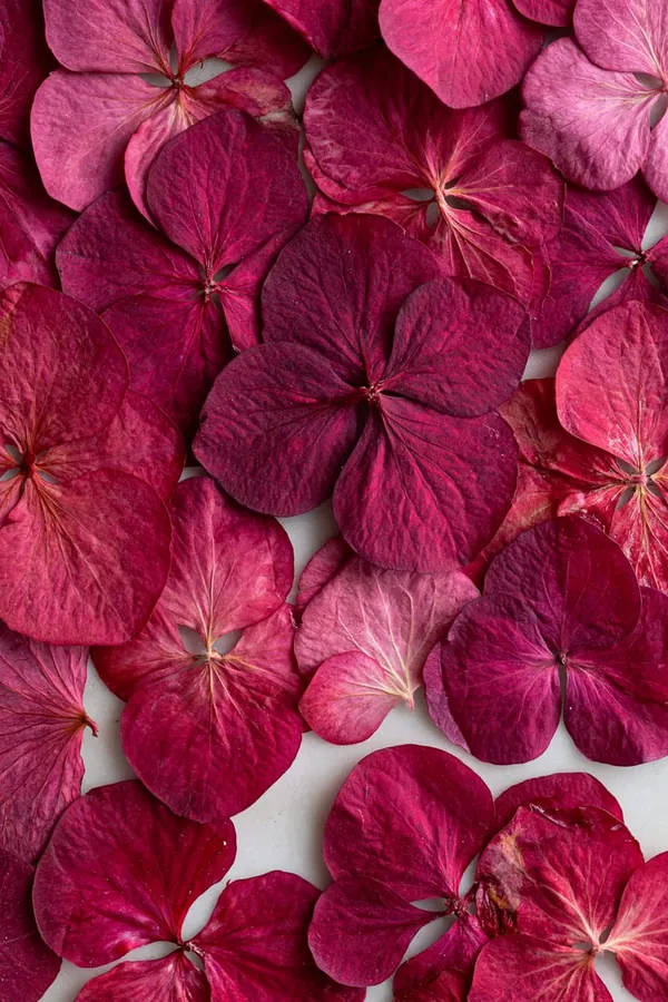 Pressed Hydrangea print