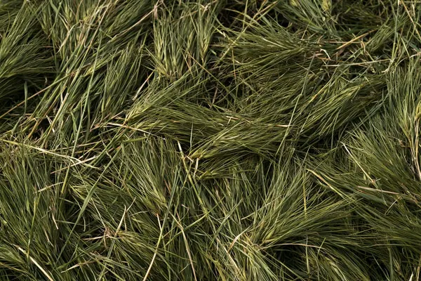 Dried Wheat print