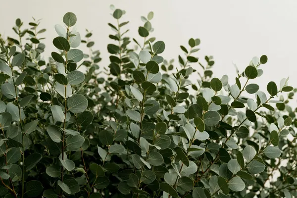 Eucalyptus print