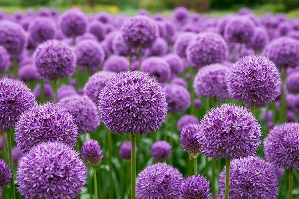 Allium Field print