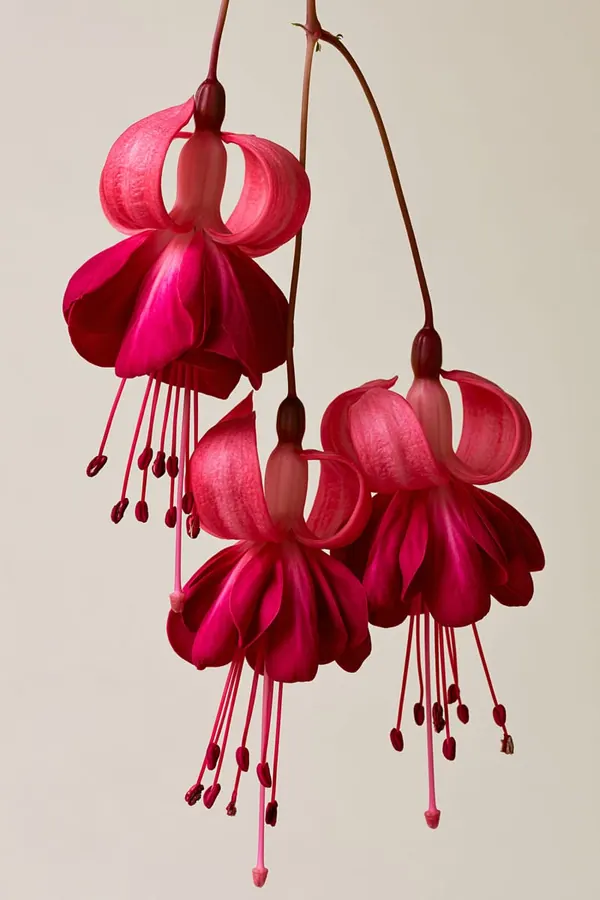 Fuchsia Row print