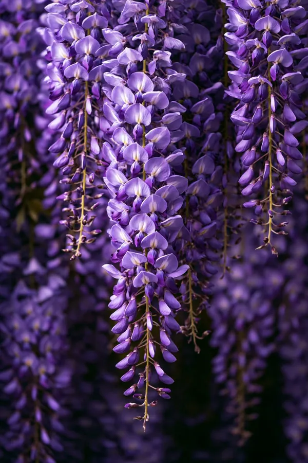Wisteria print