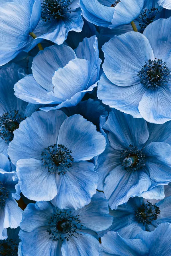 Blue Poppies print