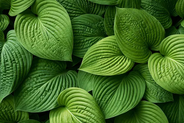 Hosta Leaves print
