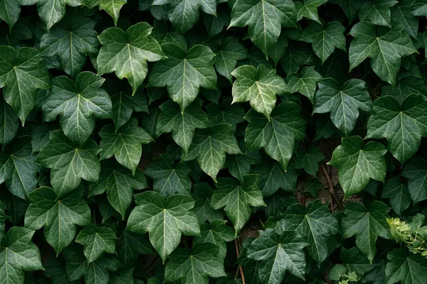 Ivy Wall print