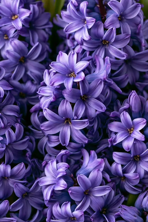 Hyacinth print