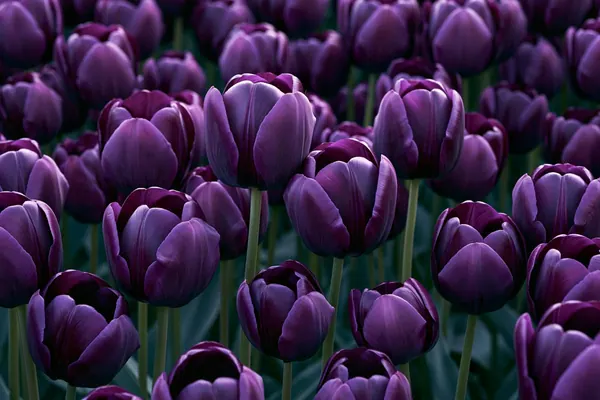 Plum Tulips print