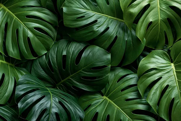 Monstera print