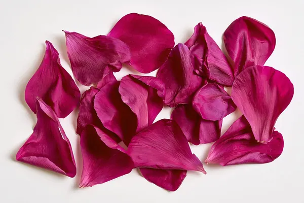 Scattered Peony print