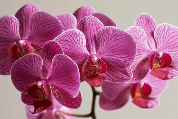 Orchid Wall print