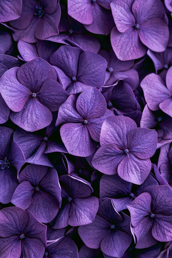 Hydrangea Head print