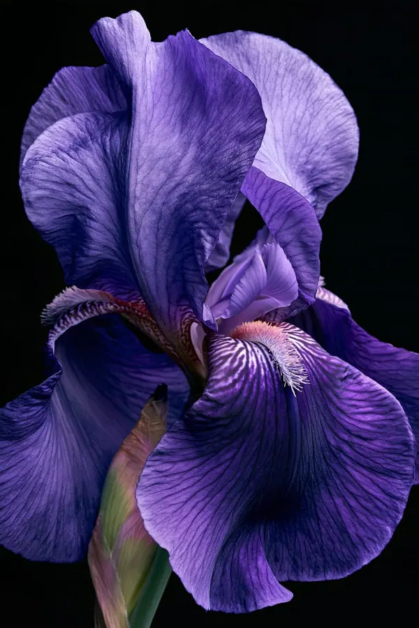 Iris Falls print