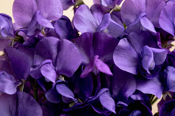 Sweet Peas print