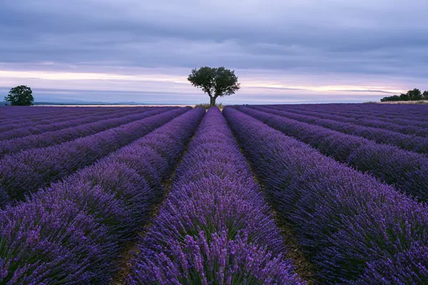Lavender Rows print