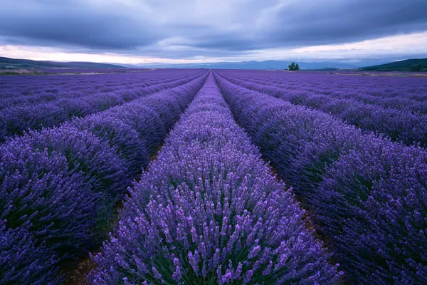 Lavender at Dusk print