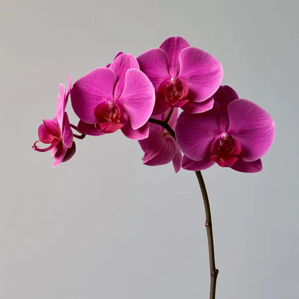 Single Orchid print