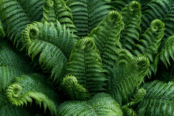 Unfurling Ferns print