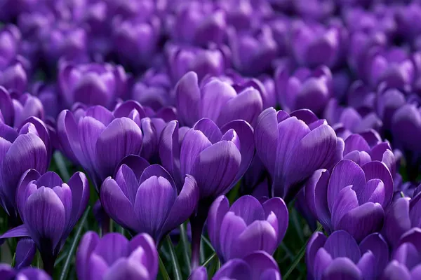 Crocus print