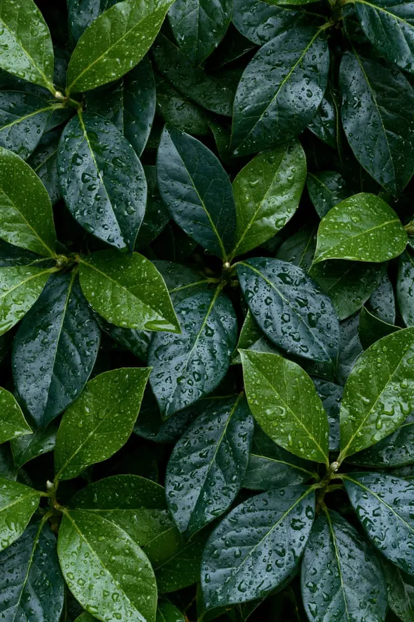 Wet Laurel print
