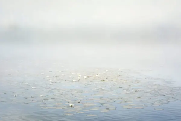 Lily Mist print