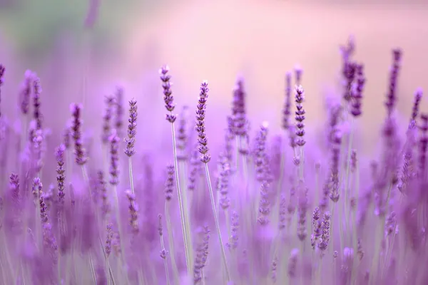 Lavender at Dawn print