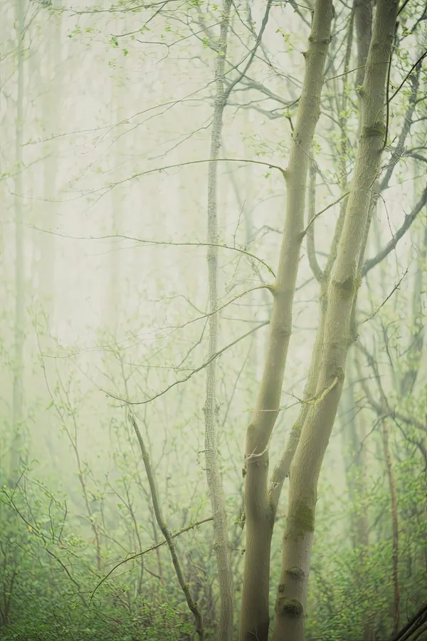 Spring Mist print