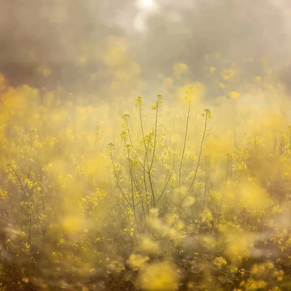 Meadow Mist I print
