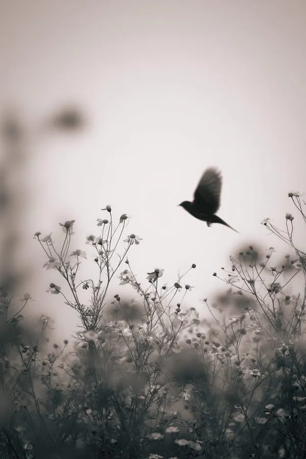 Bird over Meadow print