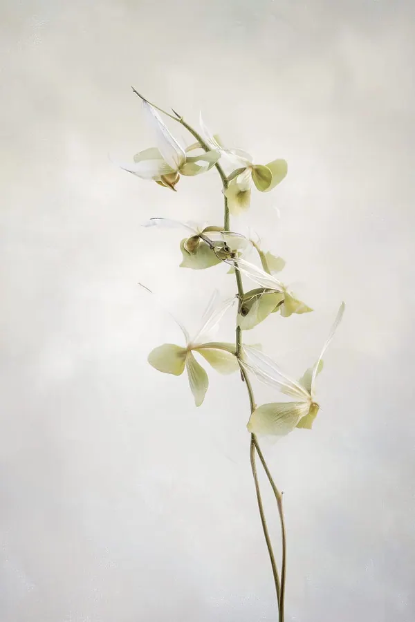 Pale Orchid print