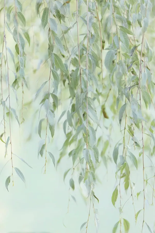 Willow Veil II print