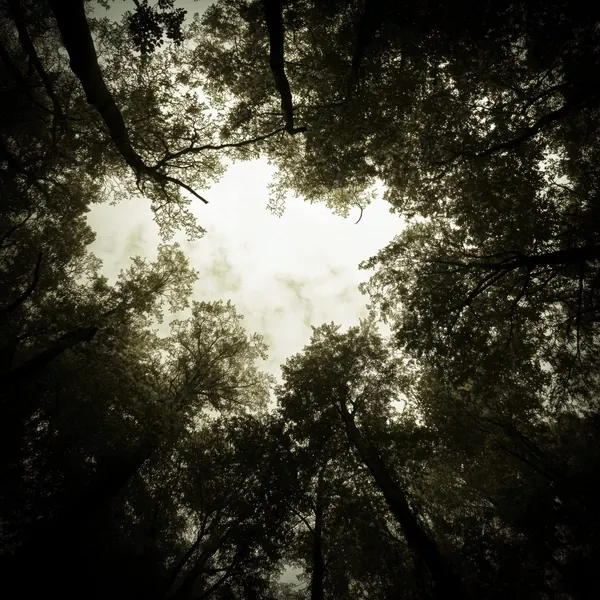 Under the Canopy print