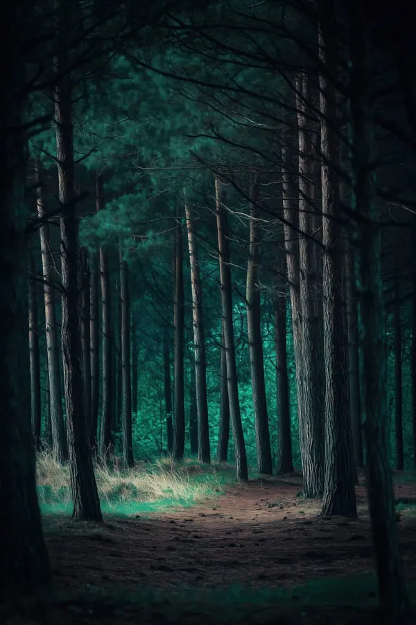 The Pine Path print