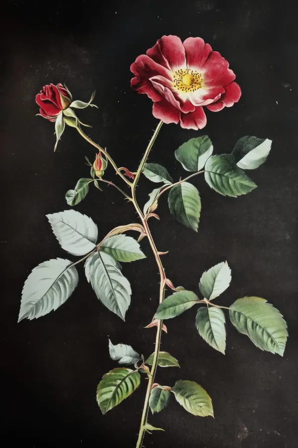 Wild Rose, Midnight print
