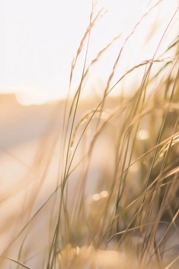 Golden Grasses print