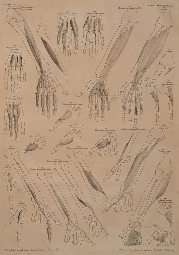 Albinus Muscles of the Forearm and Hand print