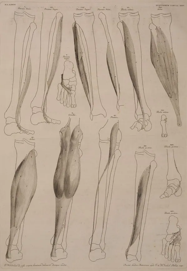 Albinus Muscles of the Lower Leg and Foot print