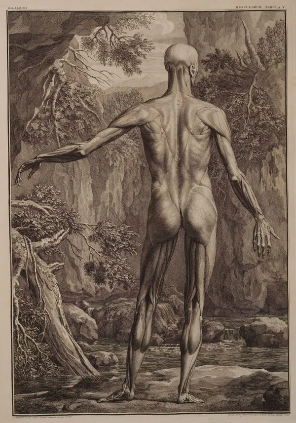 Albinus Muscles, Back View I print