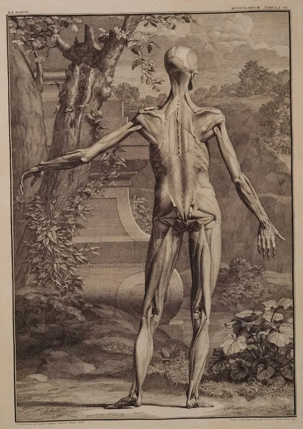 Albinus Muscles, Back View II print