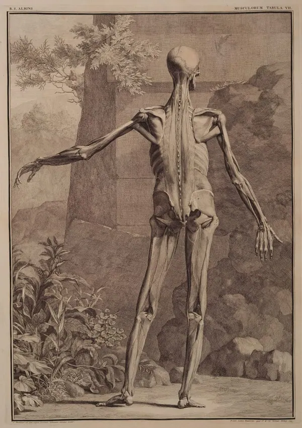 Albinus Muscles, Back View III print