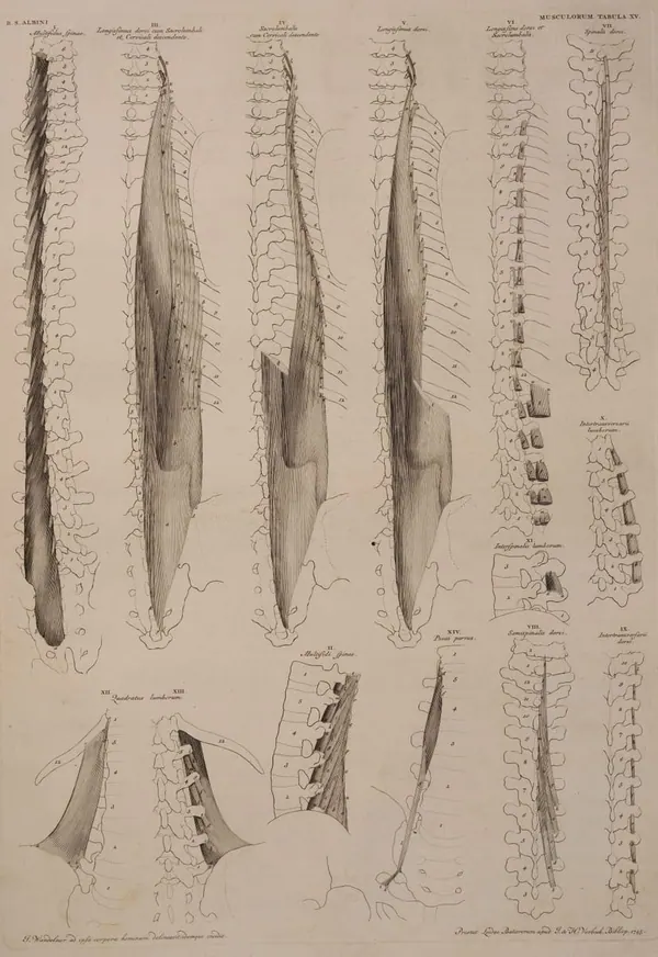 Albinus Muscles of the Spine print
