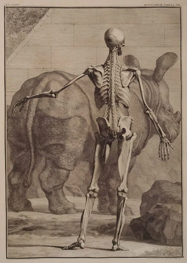 Albinus with the Rhinoceros Clara, Back View print